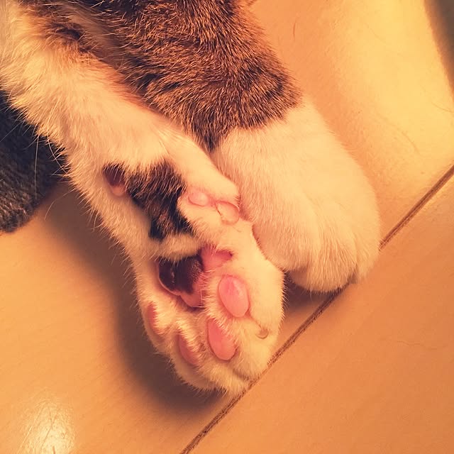 neopipeさんの実例写真