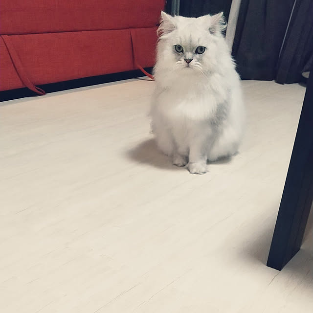 hakutomoroさんの実例写真