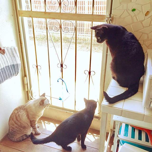 rosemaryさんの実例写真