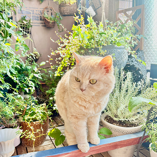 naokoさんの実例写真