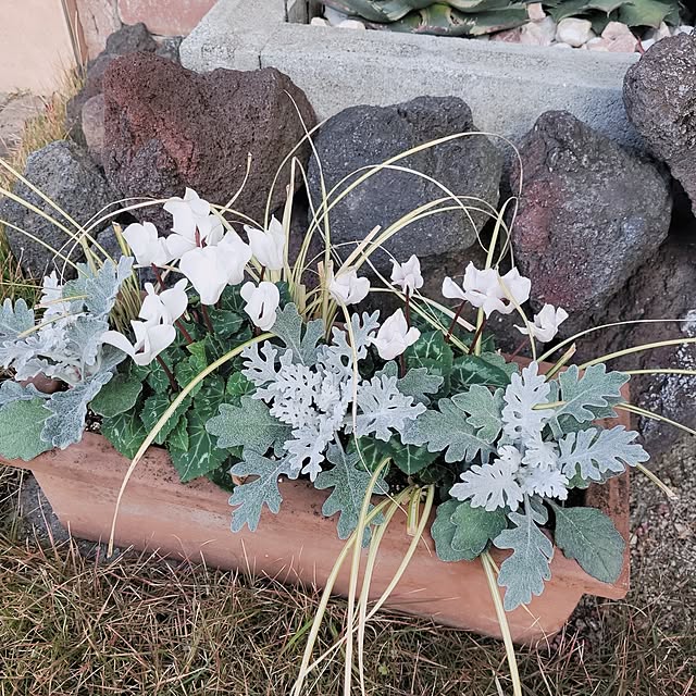 masarinn.さんの実例写真