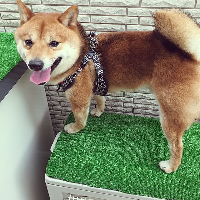 hanakoさんの実例写真