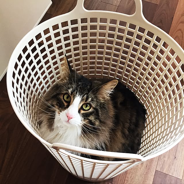 tongarihouseさんの実例写真