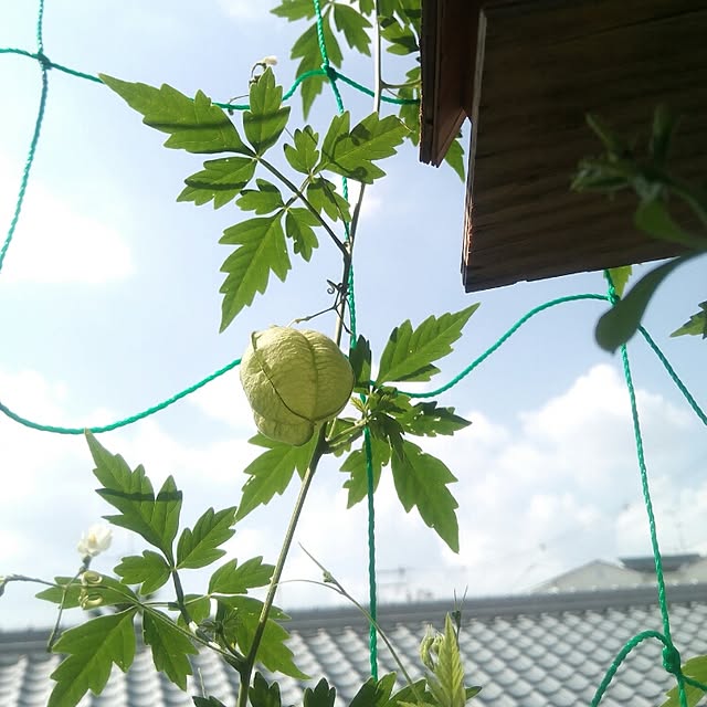 VERANDARJUNさんの実例写真
