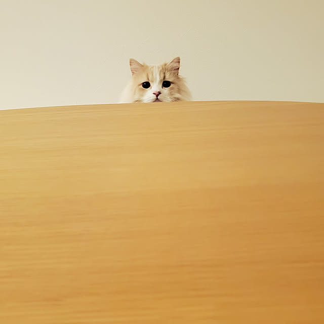 annyaさんの実例写真