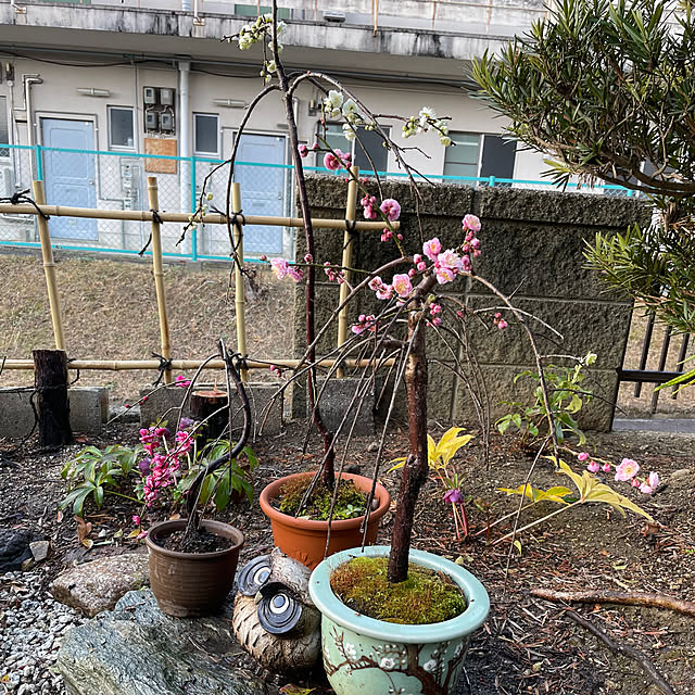 shin0719さんの実例写真