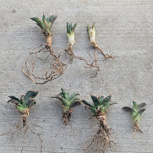 ot-gardenさんの部屋