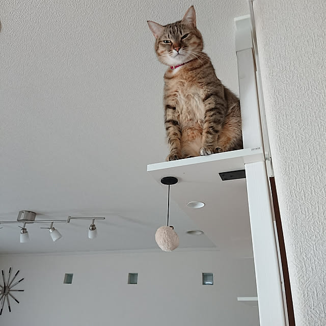 maikyさんの実例写真