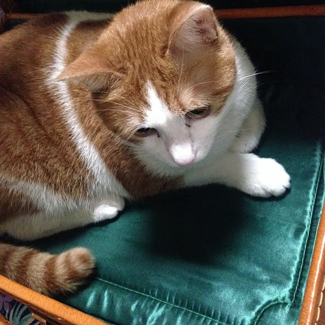 Emiさんの実例写真
