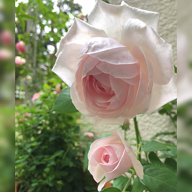 yumicyanさんの実例写真