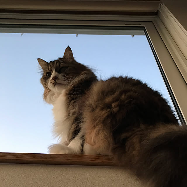 micさんの実例写真