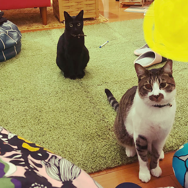 jijiさんの実例写真