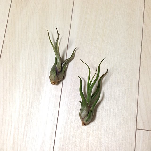 Maikaさんの実例写真