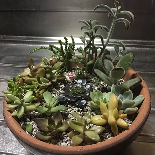 yurilily_tさんの実例写真