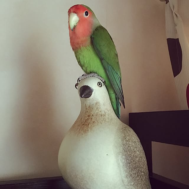 Ayakaさんの実例写真