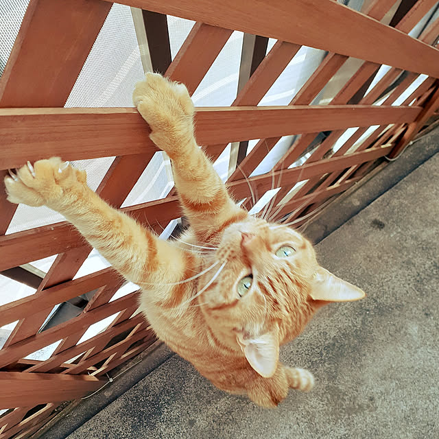 chisaviさんの実例写真