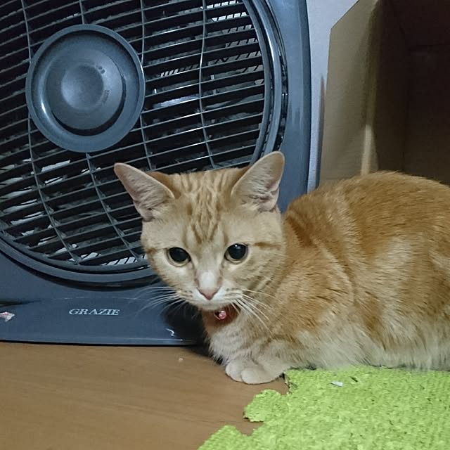 shinobuさんの実例写真