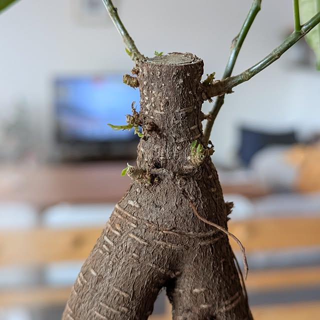 mi-saさんの部屋