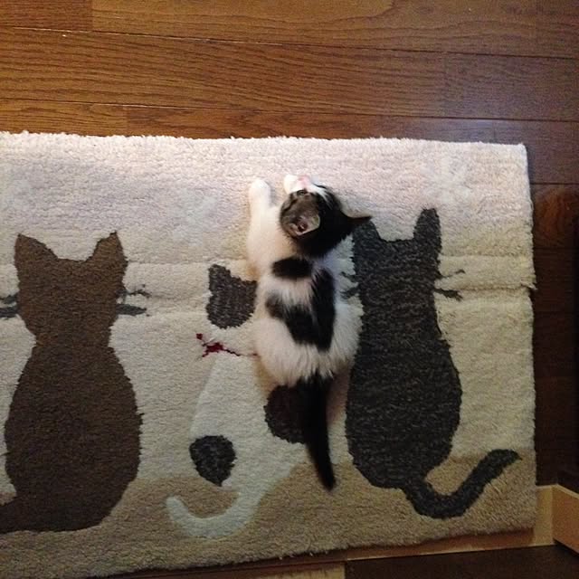 kayocoさんの実例写真