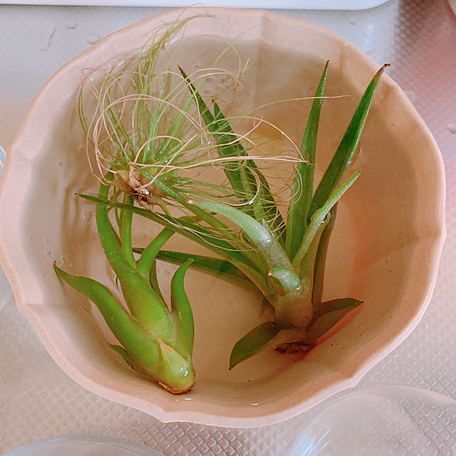 Shinamonさんの実例写真
