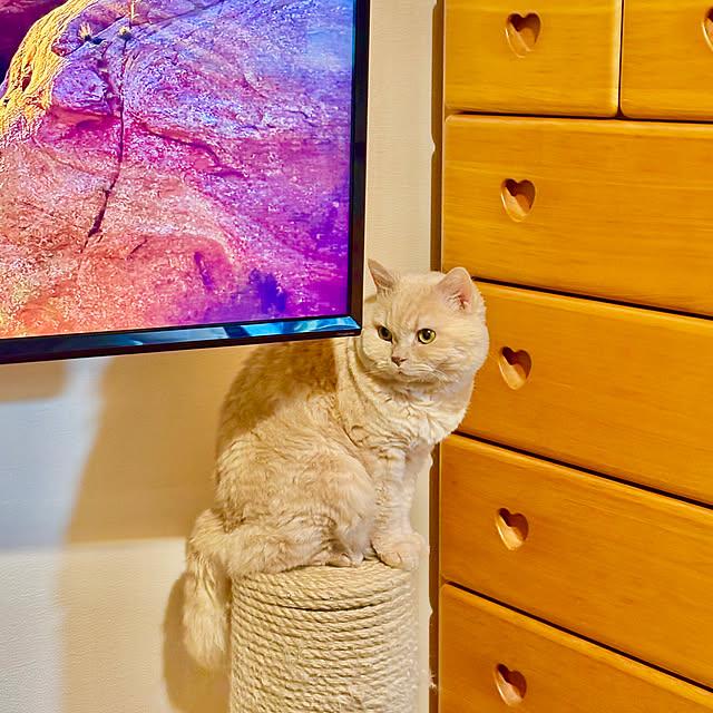 naokoさんの実例写真