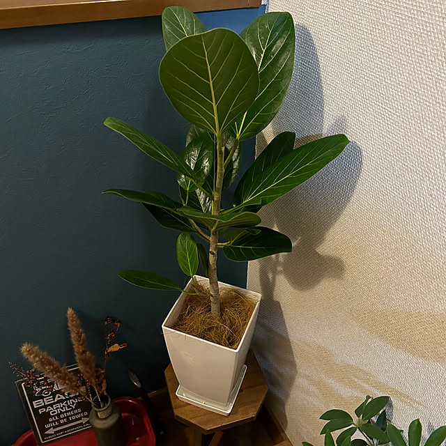 pirokoさんの実例写真