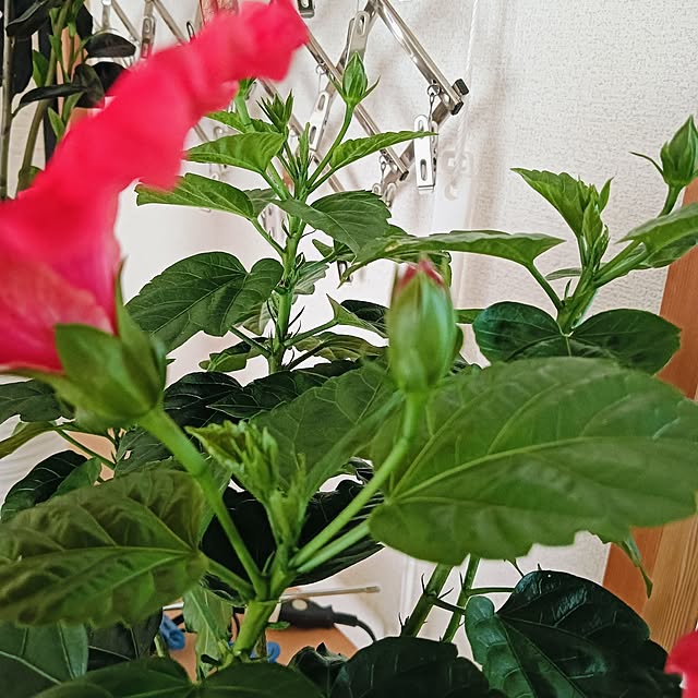 hanachanさんの部屋