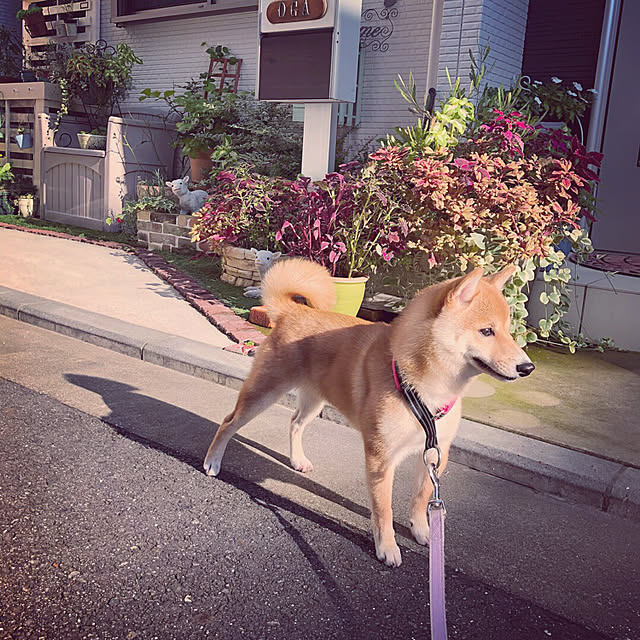 suzyさんの実例写真