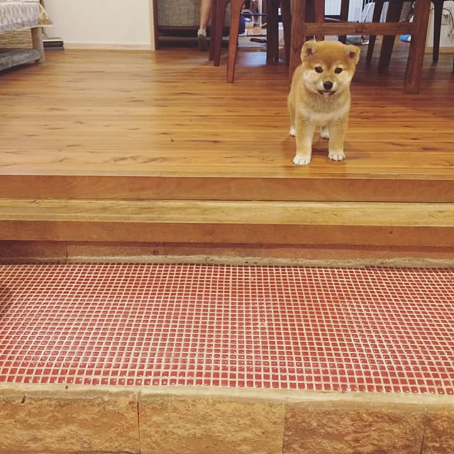 dongurieさんの実例写真