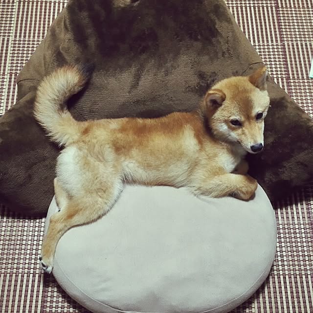 YAGI555さんの実例写真