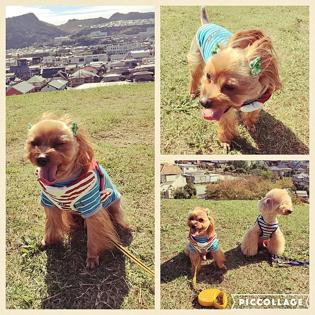 実例写真