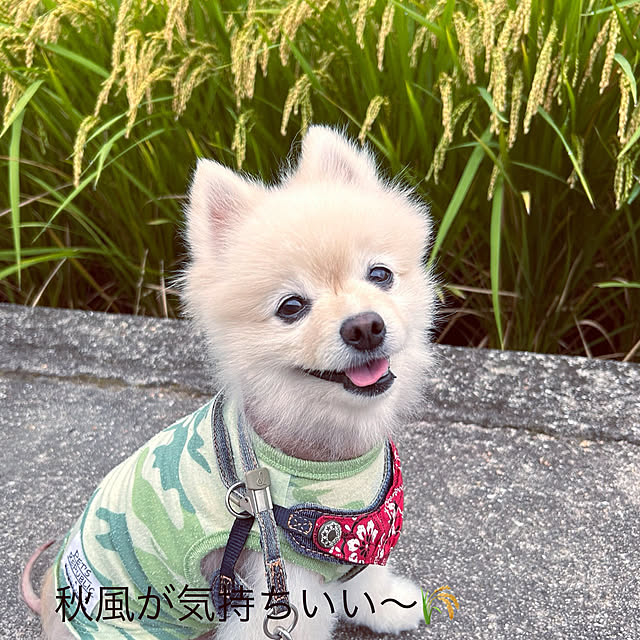akaidarumaさんの部屋