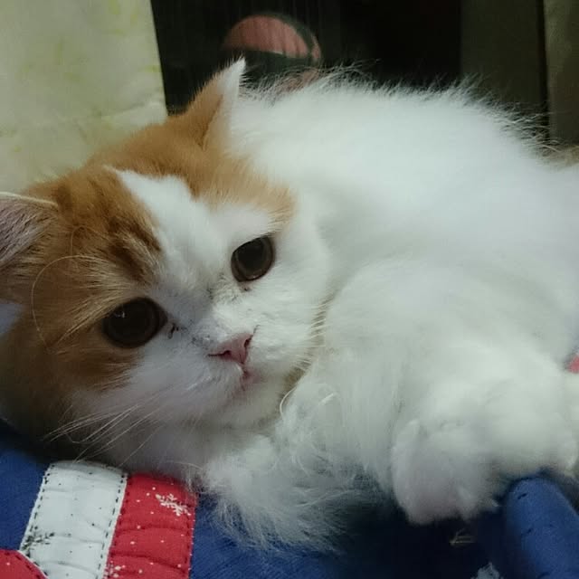 1ldksさんの実例写真