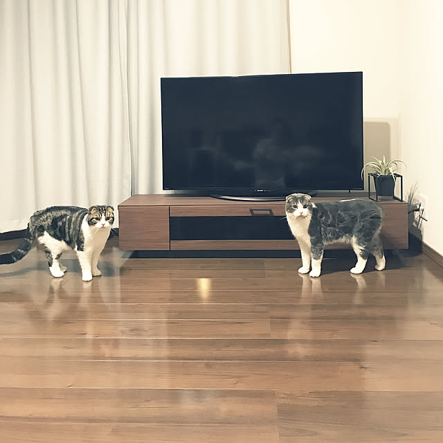 tansukeさんの実例写真
