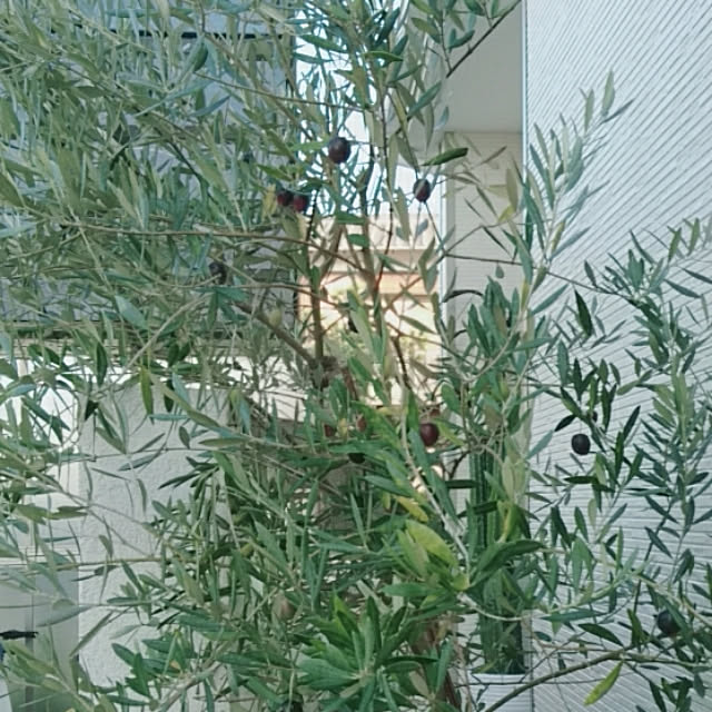 mikoさんの実例写真