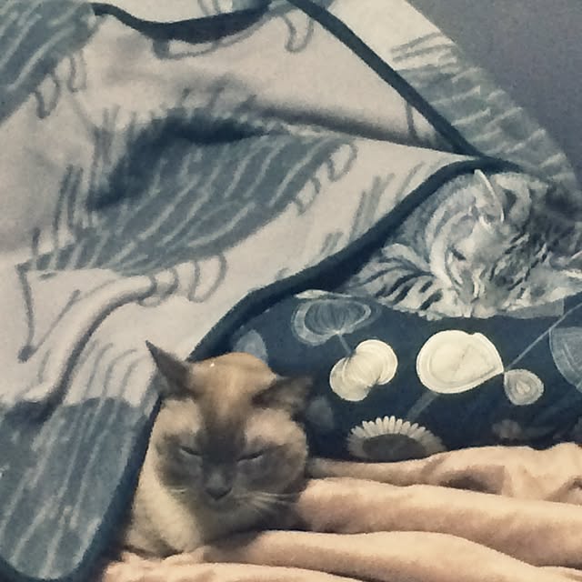 shienaさんの実例写真