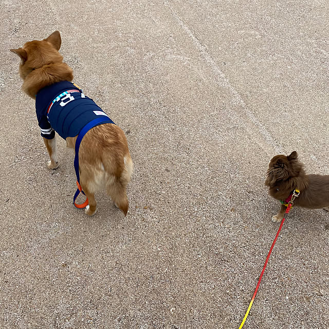 一軒家計画中/一軒家にお引越し予定/チワワ/mix犬/雑種犬...などのインテリア実例 - 2023-10-08 21:41:02