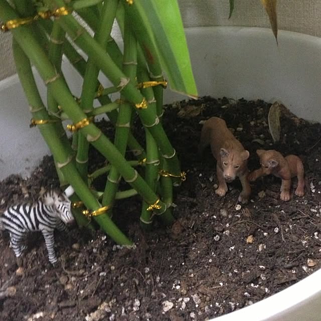 kiyomiさんの実例写真