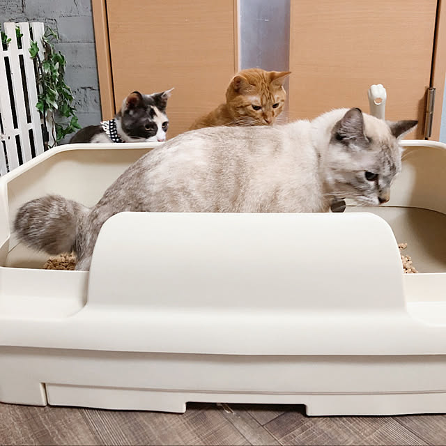 tomoyoさんの実例写真