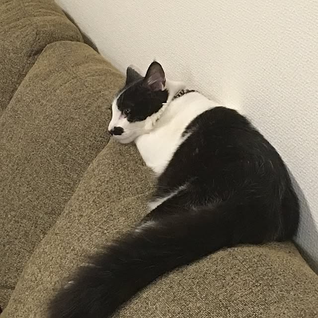 a1さんの実例写真