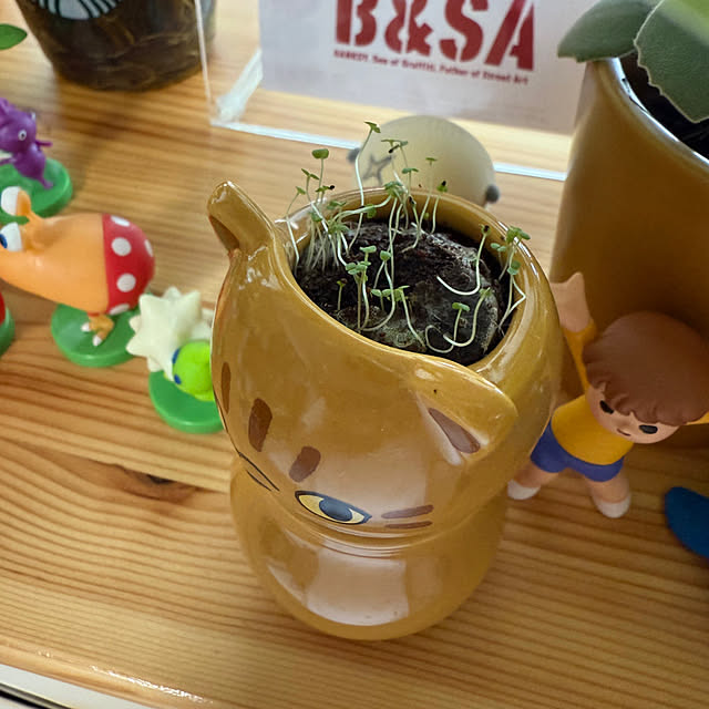 キッチン/観葉植物/雑貨/観葉植物のある暮らしのインテリア実例 - 2025-08-31 11:56:12