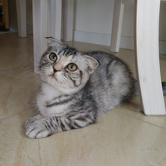 Gomaさんの実例写真
