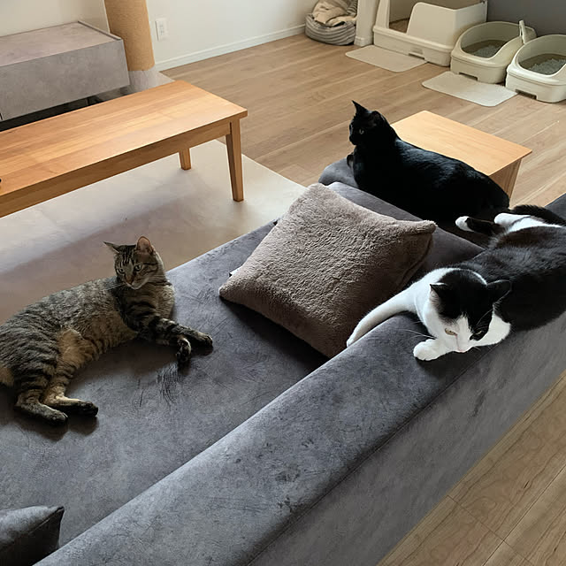 neko_daisukiさんの実例写真