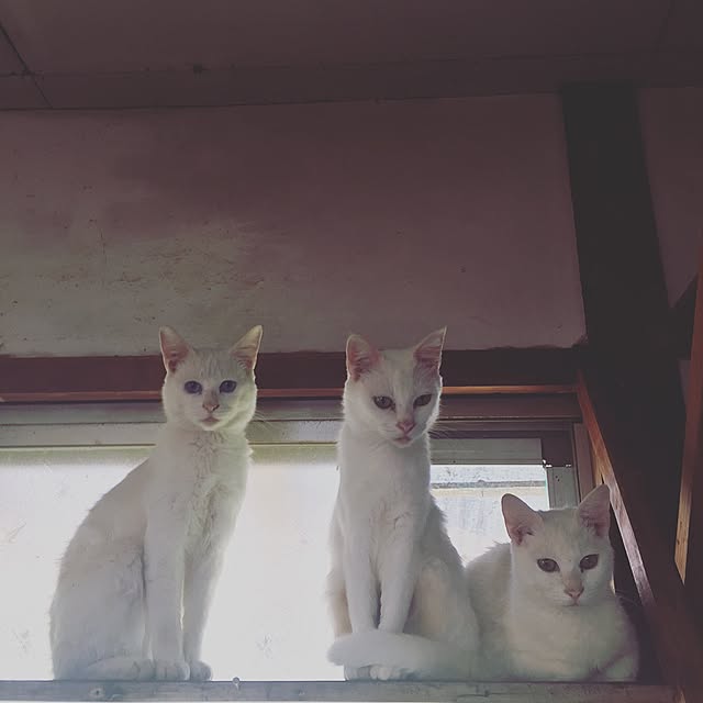 mariaさんの実例写真