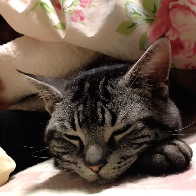 Kaoruさんの実例写真