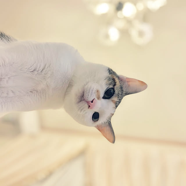 coedodecoさんの実例写真