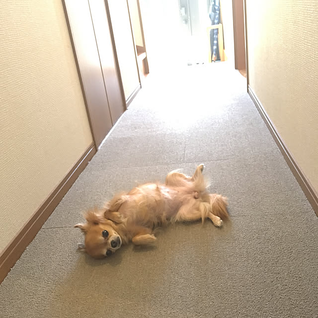 koroさんの実例写真