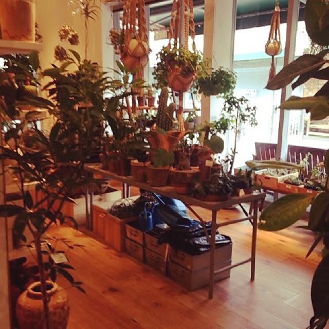玄関/入り口/アクタス 物色中/観葉植物/多肉植物のインテリア実例 - 2015-09-09 19:48:18