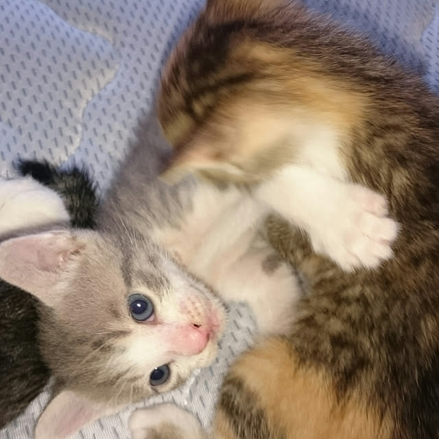 gurikoさんの実例写真