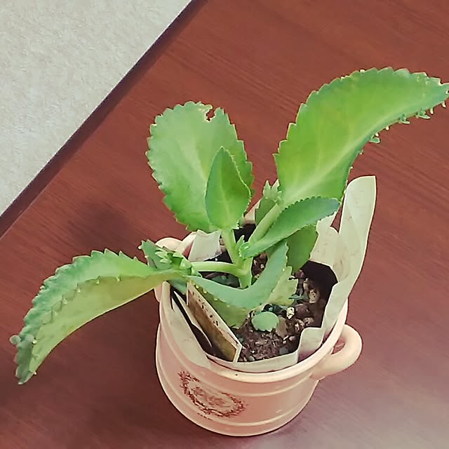 nakayou52さんの実例写真